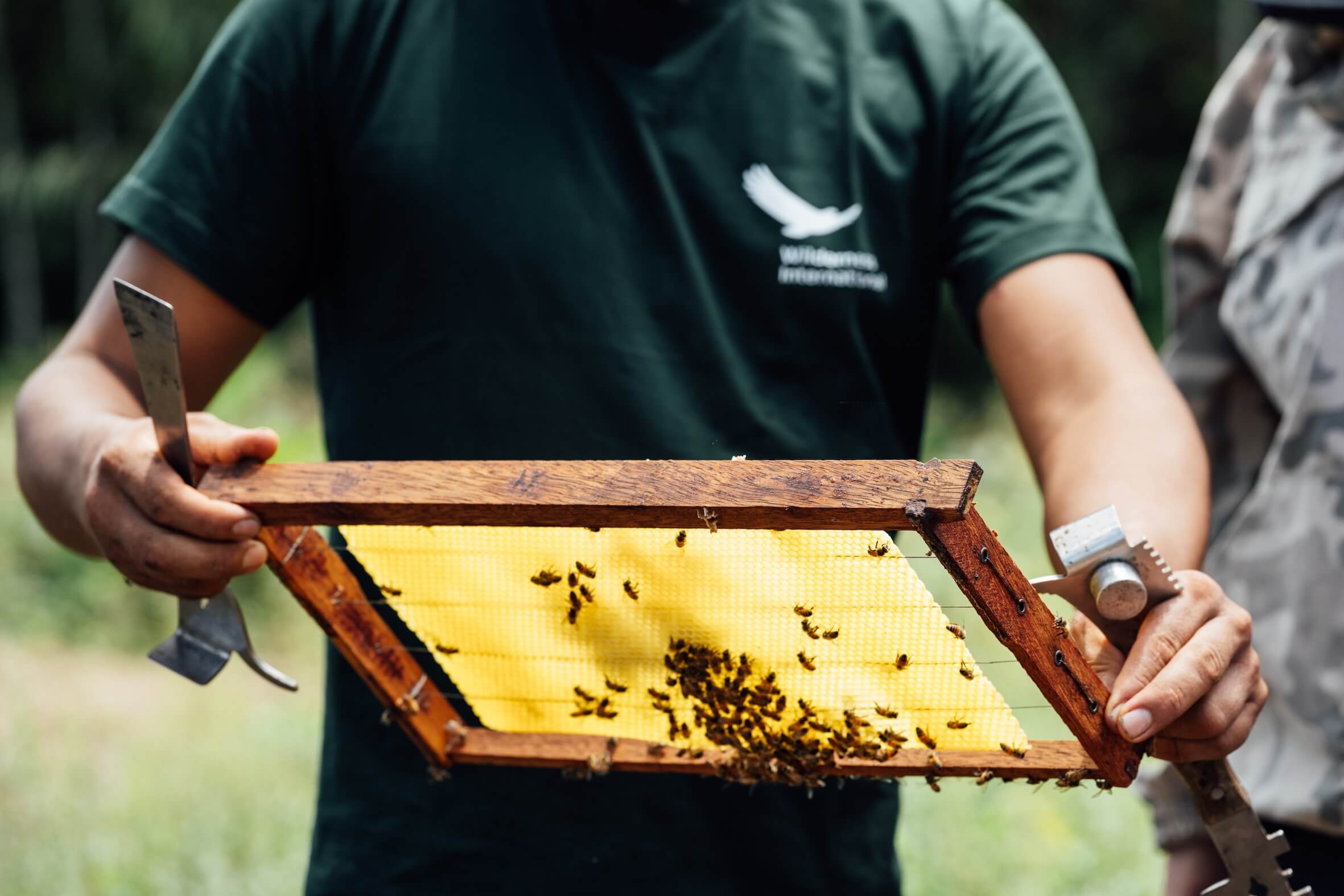 Wilderness International